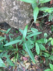 Boehmeria densiflora