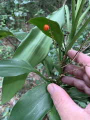 Cordyline murchisoniae