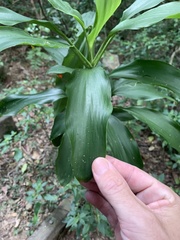 Cordyline murchisoniae