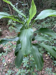 Cordyline murchisoniae