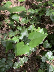 Barklya syringifolia