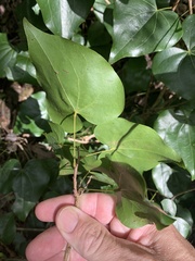 Barklya syringifolia