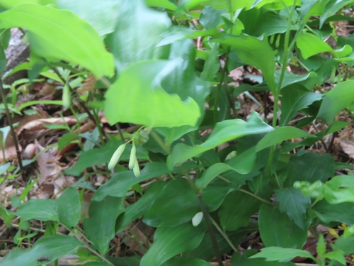 Image of Polygonatum lasianthum by (c) mami_t_t, some rights reserved (CC BY)