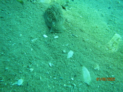 Pleurobranchaea bubala