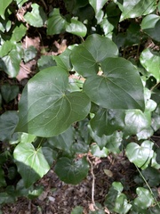 Barklya syringifolia