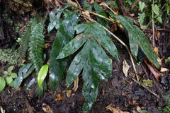 Blechnum colensoi
