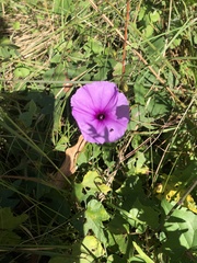 Ipomoea ficifolia