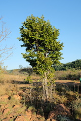Ochna pulchra