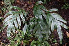 Blechnum colensoi