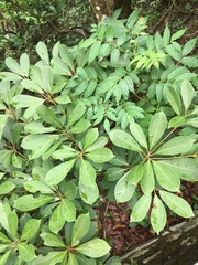 Heptapleurum arboricola