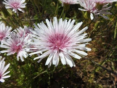 Crepis rubra
