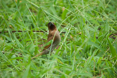 Lonchura punctulata topela