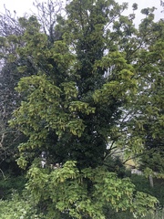 Acer pseudoplatanus