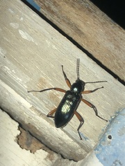 Strongylium erythrocephalum