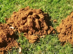 Cryptomys hottentotus