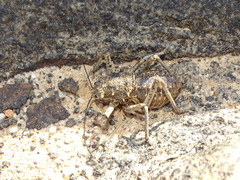 Acanthoproctus cervinus