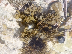 Sargassum incisifolium