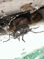 Tarpela micans