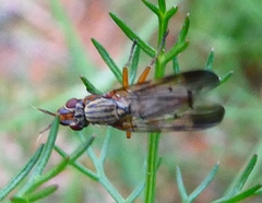 Dorycera