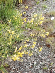 Genista januensis
