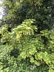 Acer pseudoplatanus
