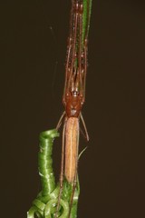 Tetragnatha hasselti