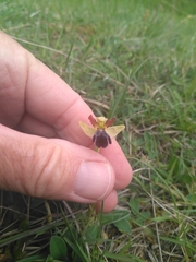 Ophrys fusca