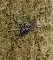 Eustalomyia