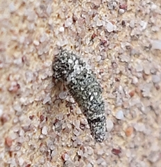 Luffia ferchaultella