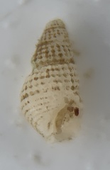 Boonea seminuda