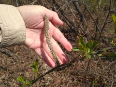 Salix gracilistyla