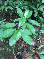 Psychotria asiatica