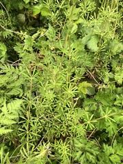 Galium aparine