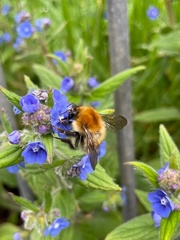 Bombus pascuorum