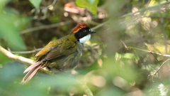 Arremon brunneinucha