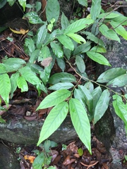 Rubus swinhoei