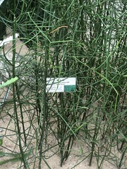 Euphorbia tirucalli