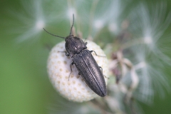 Cidnopus pilosus