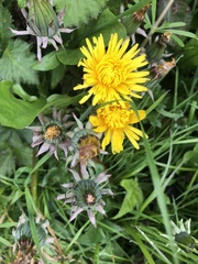 Taraxacum officinale
