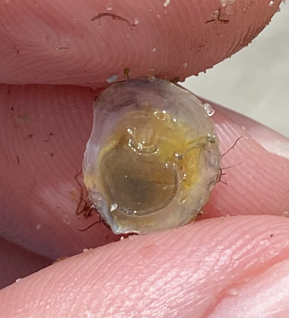 Black-foot Slipper Snail
