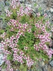 Thymus striatus acicularis - Photo (c) Paolo Castagnini, some rights reserved (CC BY-NC), uploaded by Paolo Castagnini