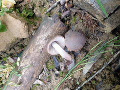 Pluteus ephebeus