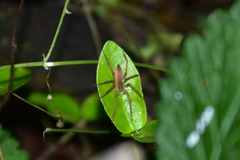 Dolomedes saganus