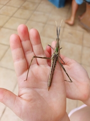 Acridinae