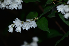 Deutzia crenata