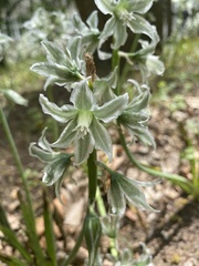 Ornithogalum boucheanum