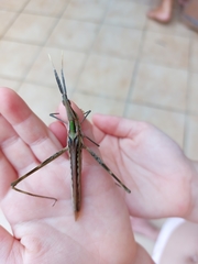Acridinae