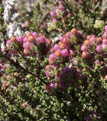 Erica clavisepala