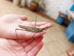 Acridinae