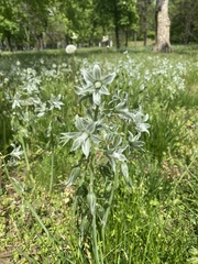 Ornithogalum boucheanum